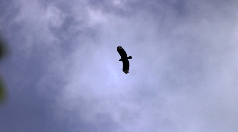 Seekor Burung Elang Jawa Terbang di Kawasan Panas Bumi (TNGHS) (Foto: Anza Suseno)