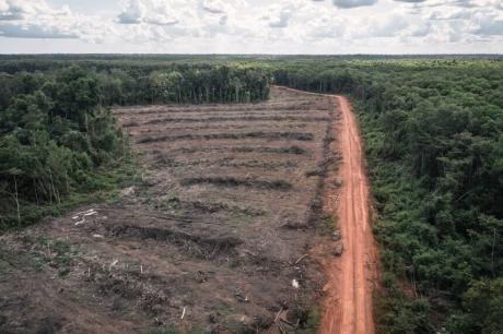 Hutan bekas projek MIFE milik perusahaan Arifin Panogoro Medco di Merauke (FOT: Jubi/ist )