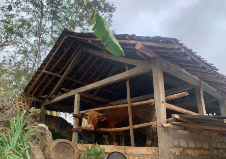 Kandang sapi (Foto : Triyo Handoko)