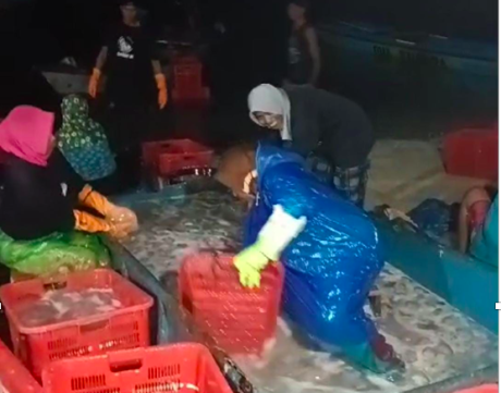 Perempuan menyortir ubur-ubur