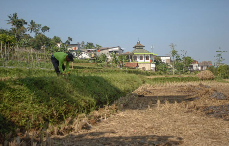 Misbah saat menggambil rumput di salah satu Sawah milik Warga Kp. Pasir Purut/Rangga Firmansyah/harnas.id