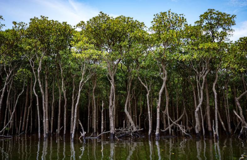 mangrove foto Freepik