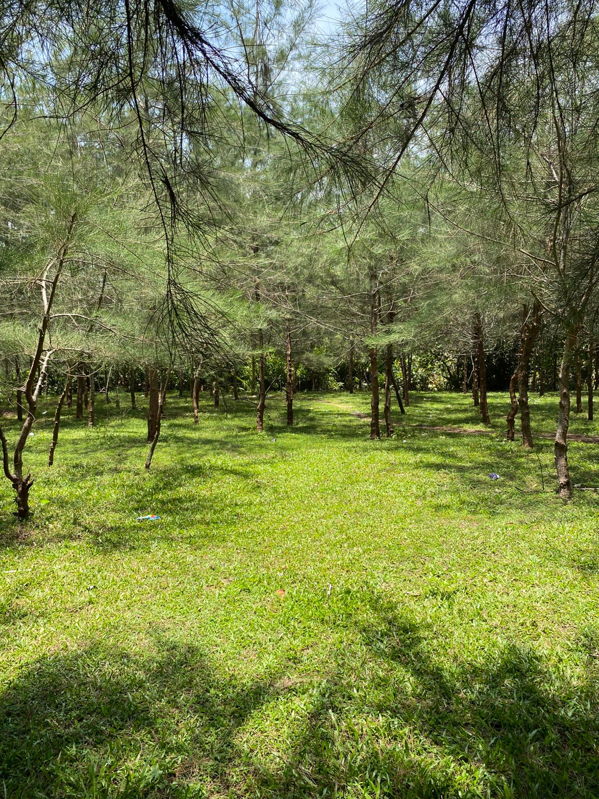 Cemara pantai
