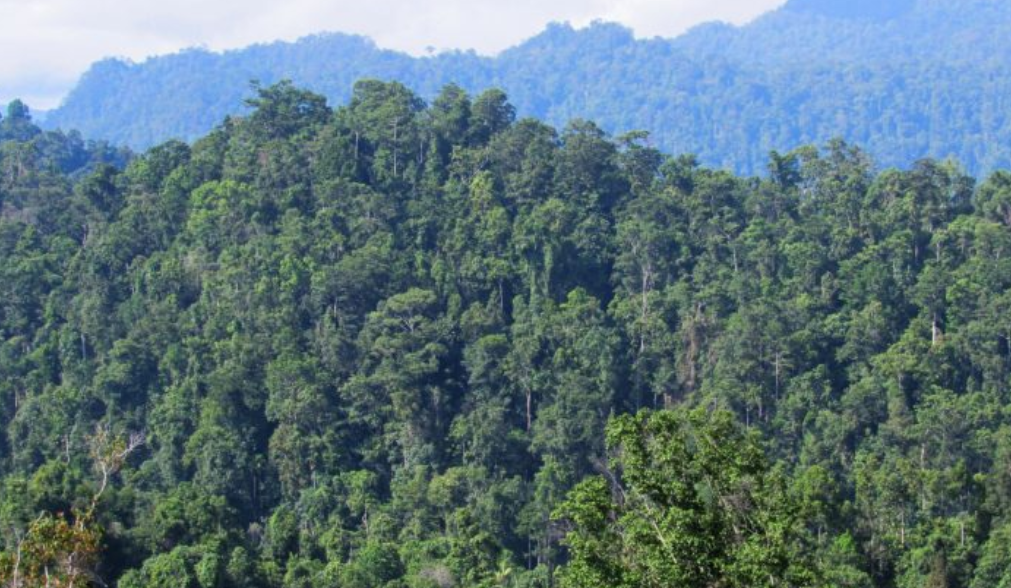 Kondisi hutan