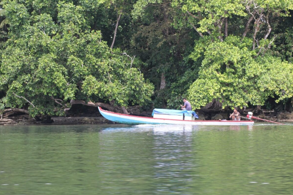 Hutan Mangrove Pulau Enggano. Rencana kehadiran perusahaan sawit, membuat masyarakat Adat Enggano, khawatir. (Foto: Elviza Diana/Mongabay Indonesia)