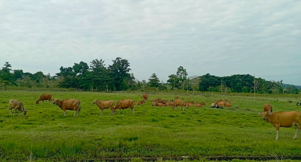 Sapi-sapi di Dusun Pohon Batu ( Foto: Yolis Atikah Putri )