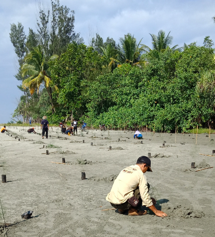 Penghijauan pesisir (Foto: Muhammad Alfath Harahap)