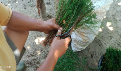 Bibit cemara (Foto: Muhammad Alfath Harahap)