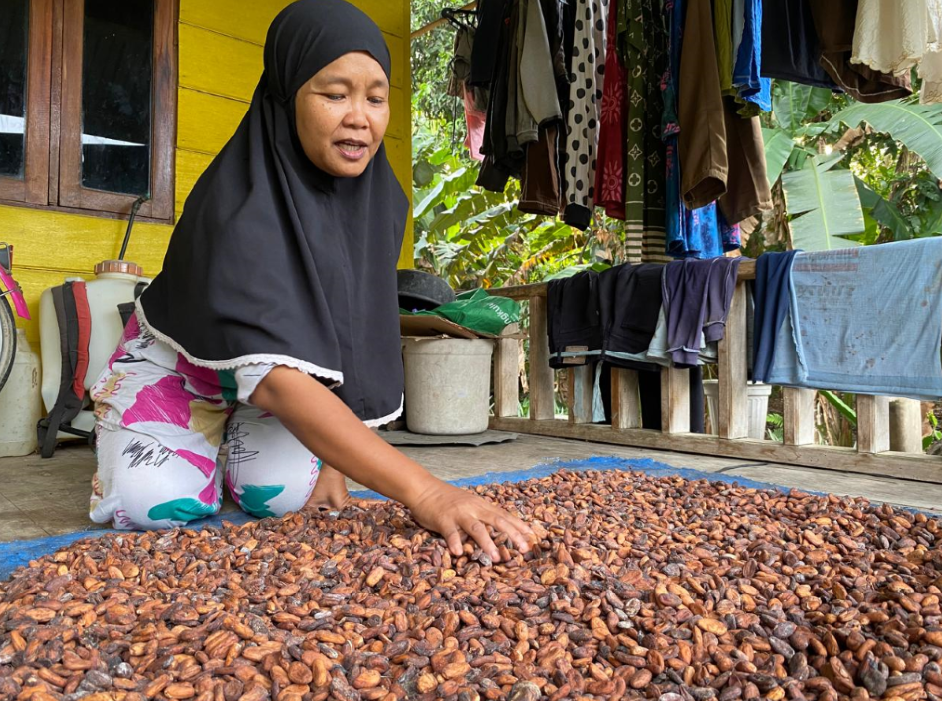 Perempuan petani kakao membersihkan biji kakao yang tengah dijemur di beranda rumah. (foto: Betty/Independen.id)
