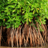 mangrove.png